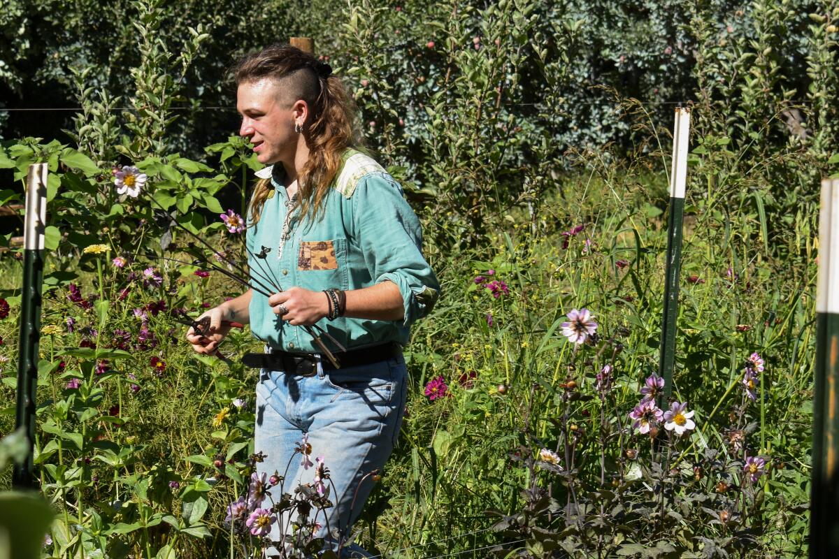 A man cuts flowers at Stone Soup Farm and Heritage Orchard. 