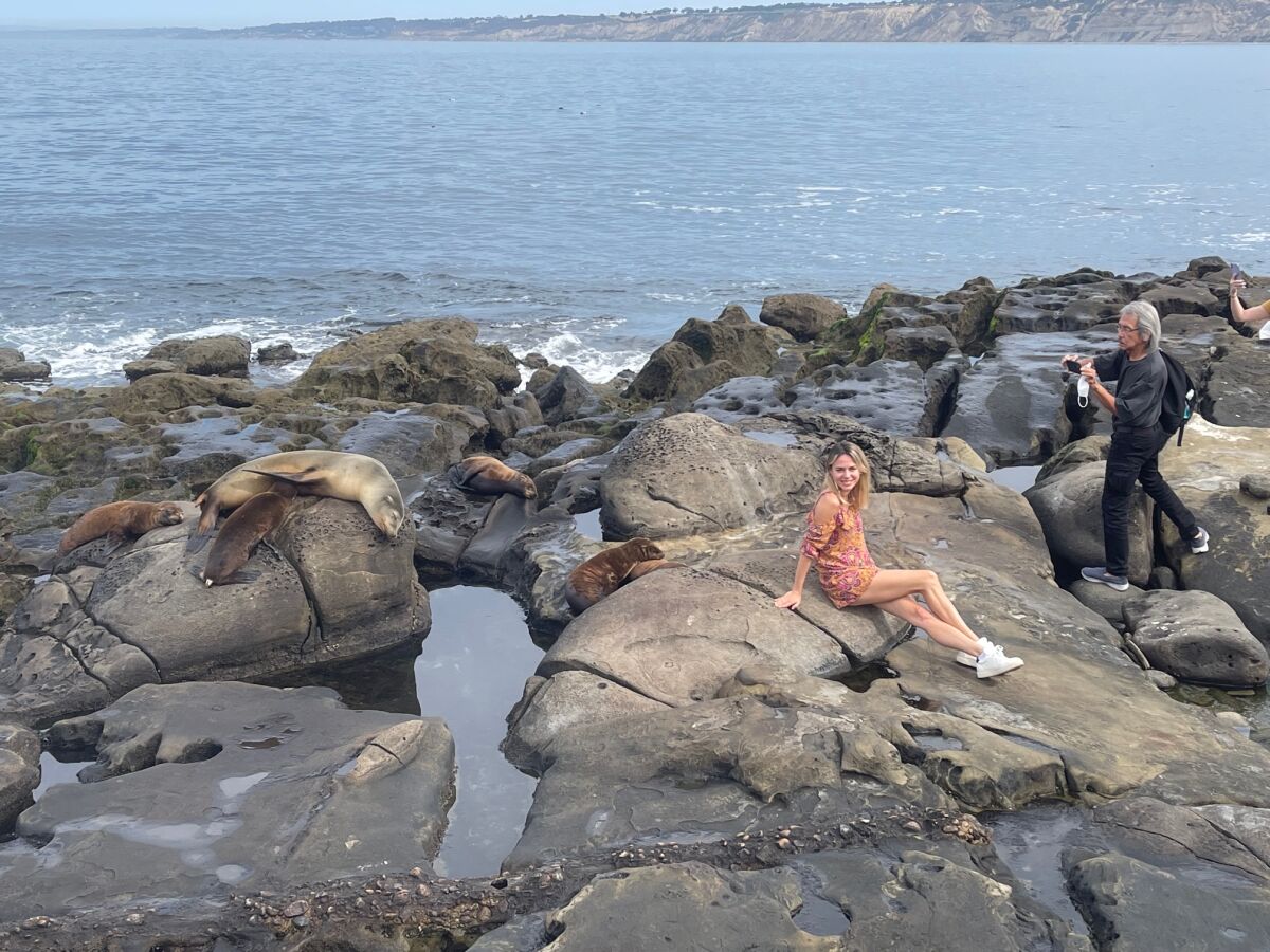 Visitors take pictures near sea lions at Point La Jolla.