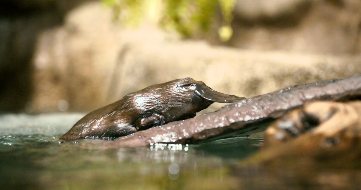 san diego zoo safari park platypus