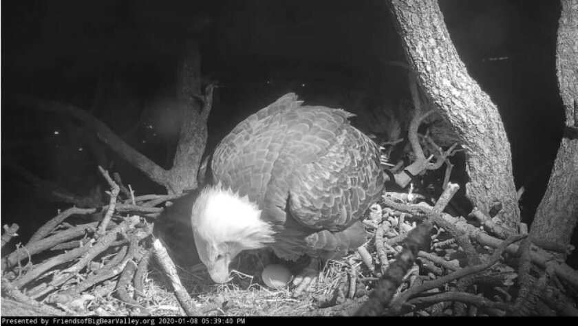 A bald eagle perched over her egg in a nest.