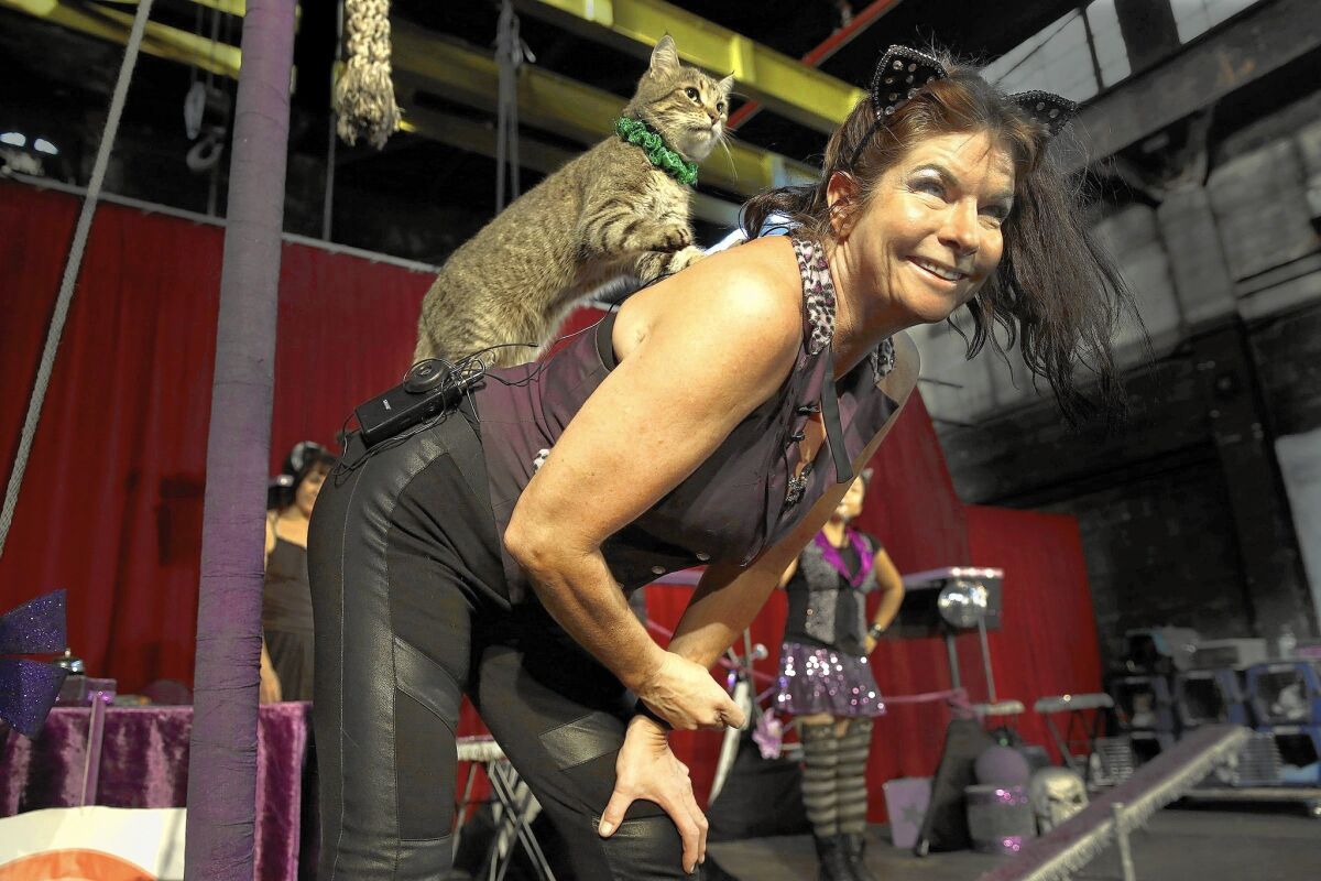 Samantha Martin and Asti, one of her 14 performing cats, during a July show in Brooklyn. Martin, of Chicago, has been working with cats for 25 years.