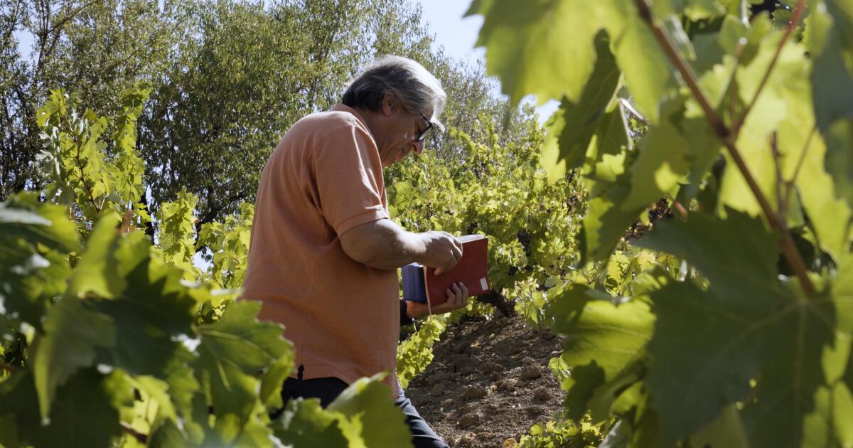 ‘Dünyanın en tehlikeli şarabı’: İran’dan kaçak üzüm getirildi