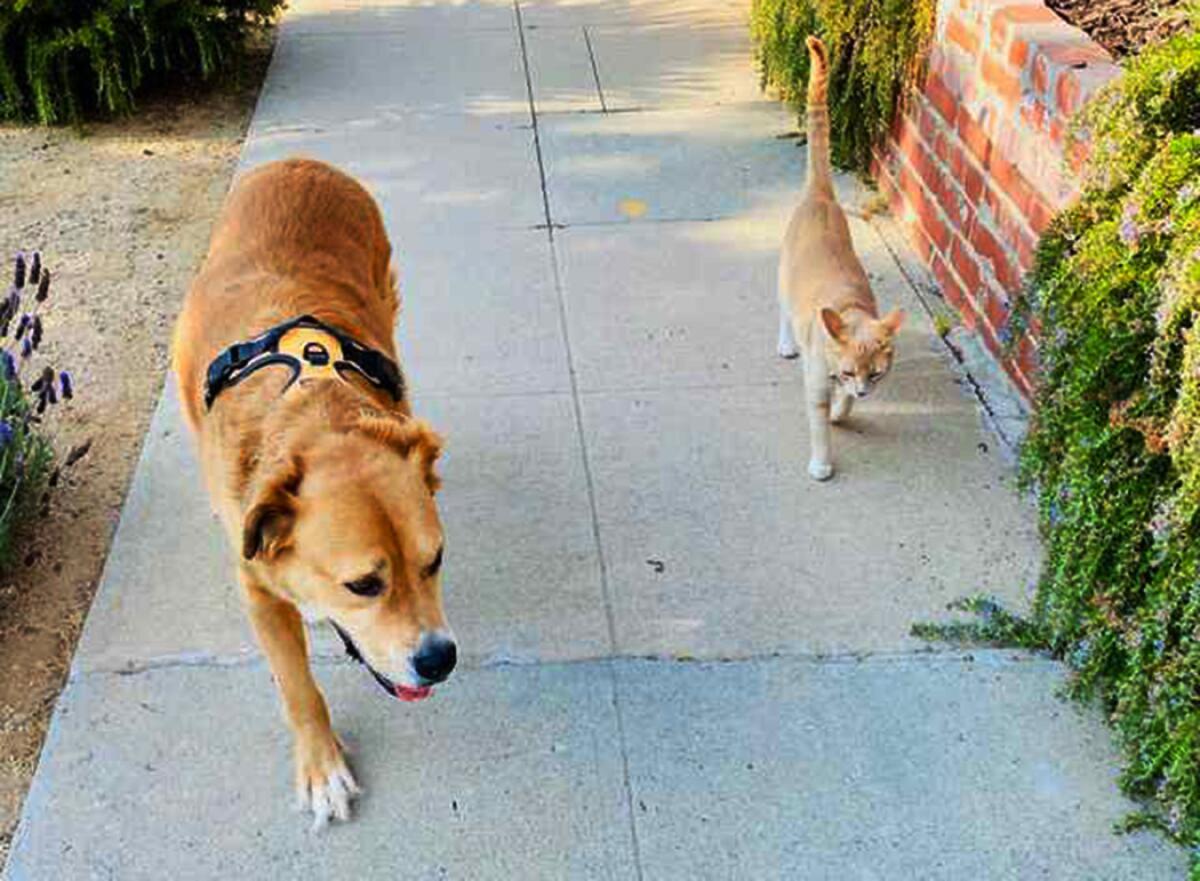 Jupiter enjoys his daily walks around the neighborhood with Teddy.