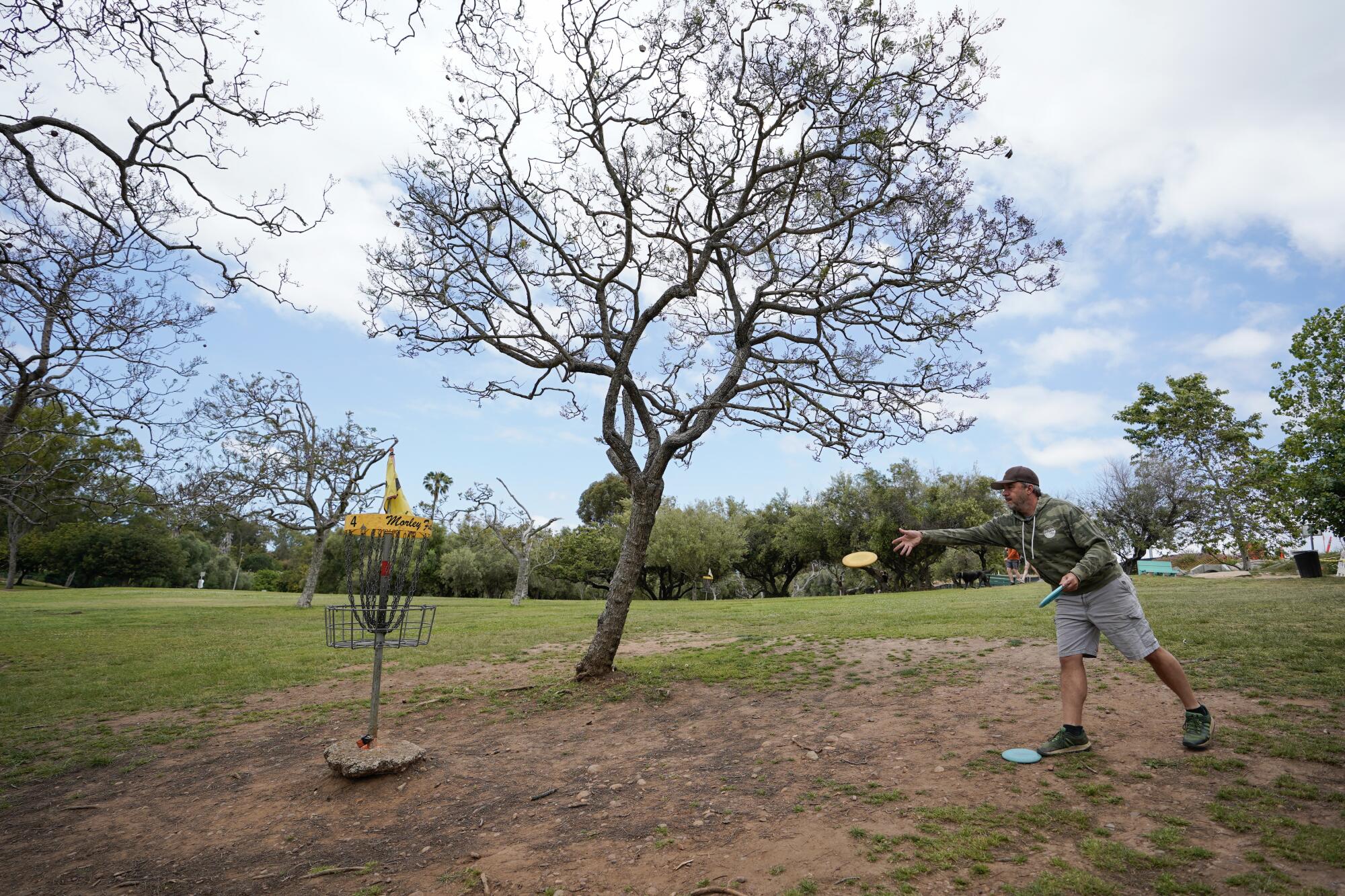 A man throws a disc at a target in a field, under a jacaranda tree whose branches remain mostly bare.
