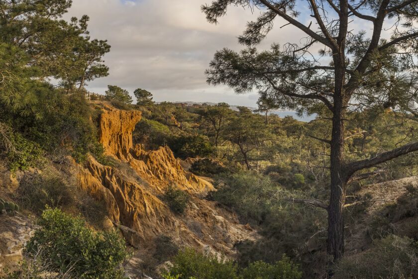 The trees and canyons that make up the Torrey Pines State Natural Reserve.