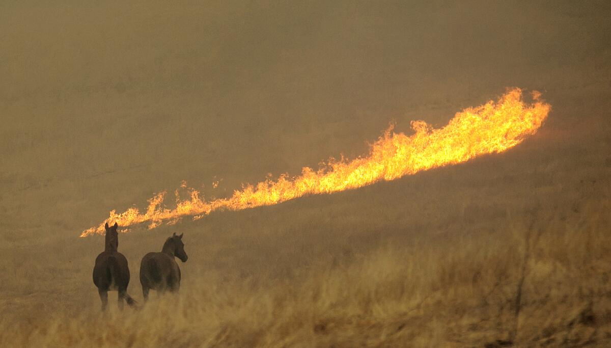 Flames from a wildfire approach a pair of horses in a field in Napa, Calif. 
