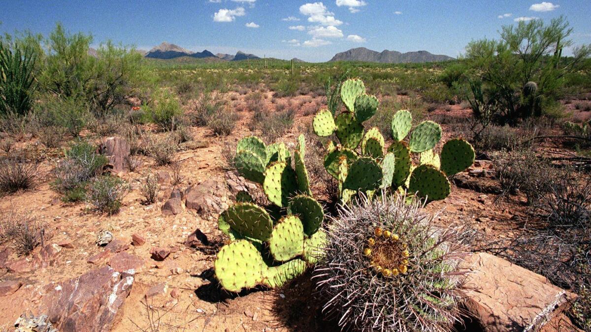 Freelance   051604.NA.0821.Shoot4This is what makes the Ironwood National Monument special, it's unspoiled beauty found in Tucson, Ariz. on Wednesday, Aug. 22, 2002. Photo/Art: John Miller / For The Times