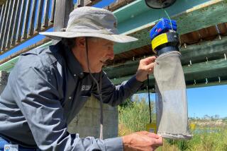 Robert Cummings of the O.C. Mosquito and Vector Control District, collects mosquitoes from a trap at Big Canyon in Newport Beach. The agency found mosquitoes with West Nile virus in Costa Mesa on Aug. 28.