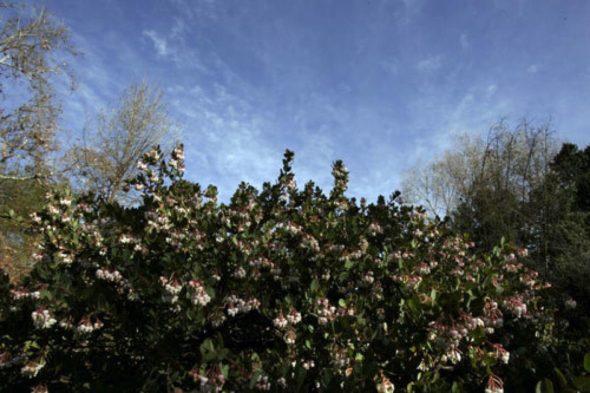 BLOOMING CANOPY: This time of year, drought-tolerant manzanitas are bursting with honey-scented blossoms.
