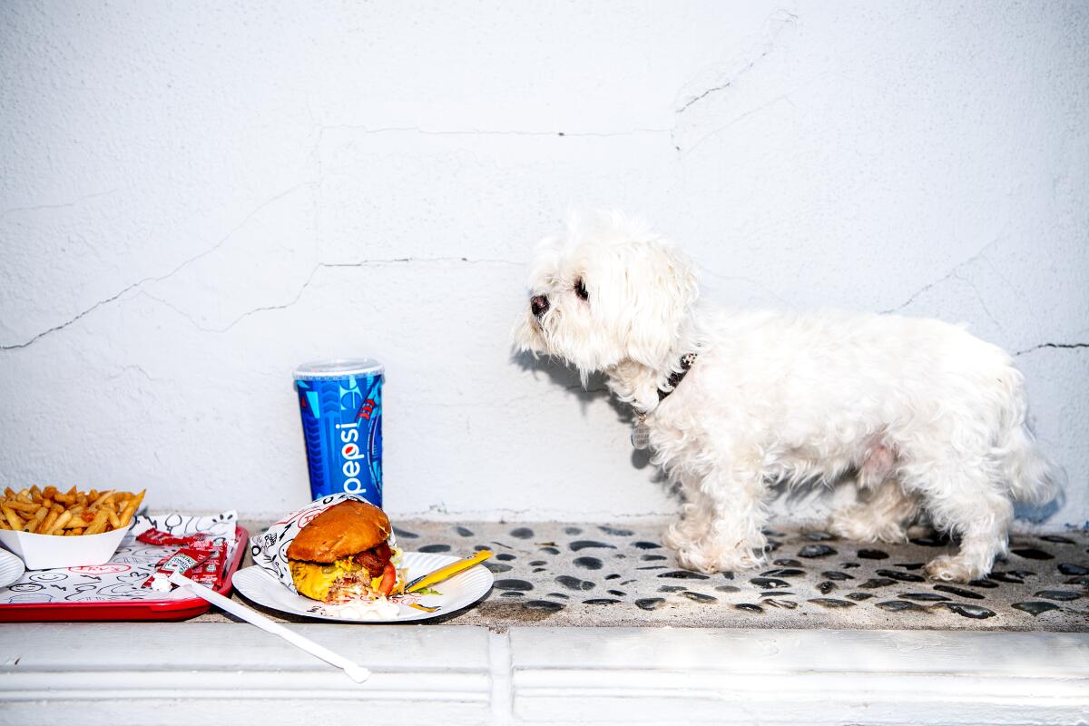A little white dog approaches a burger, fries and a Pepsi.
