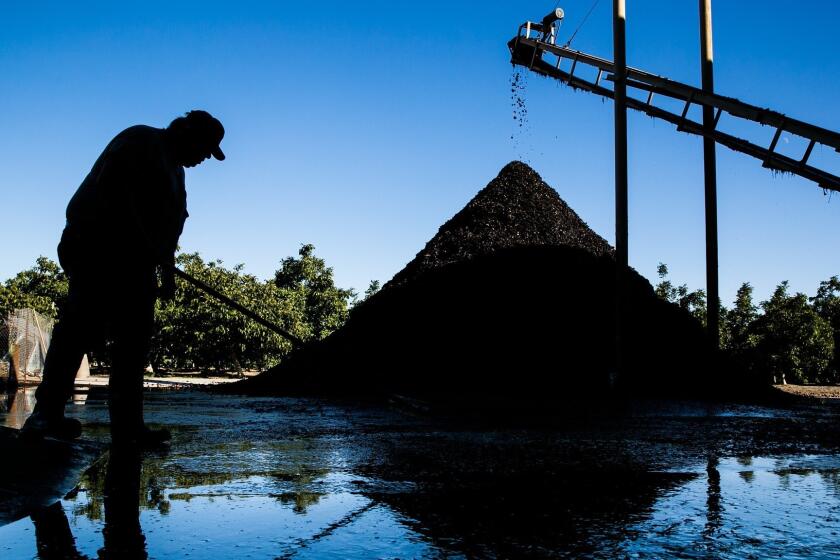 Wayne Peterson sweeps up watery debris from hulling walnuts at Jake Wenger's farm in Modesto, California, October15, 2018.