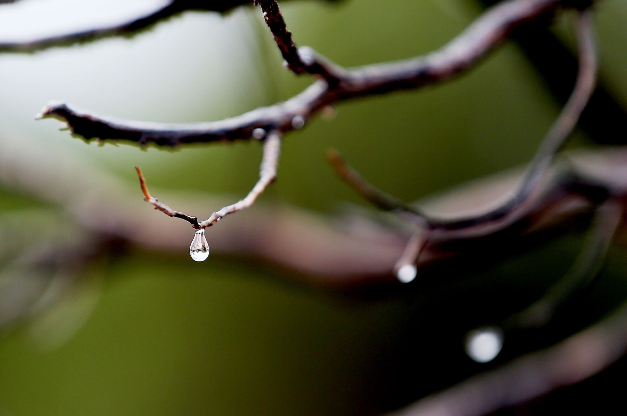 A water droplet forms on a tree branch after a brief rainstorm at Dead Horse Point State Park in Utah. 