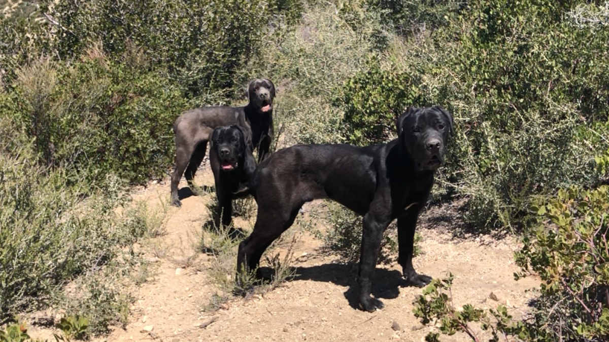 Download Dogs Saved After Roaming Angeles National Forest For Weeks Los For Android Wallpaper Dogs Saved After Roaming Angeles National Forest For Weeks Los Free