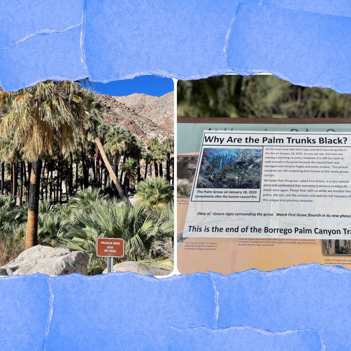 A photo of palm trees and one of posted explanatory material with the words "Why are the palm trunks black?"