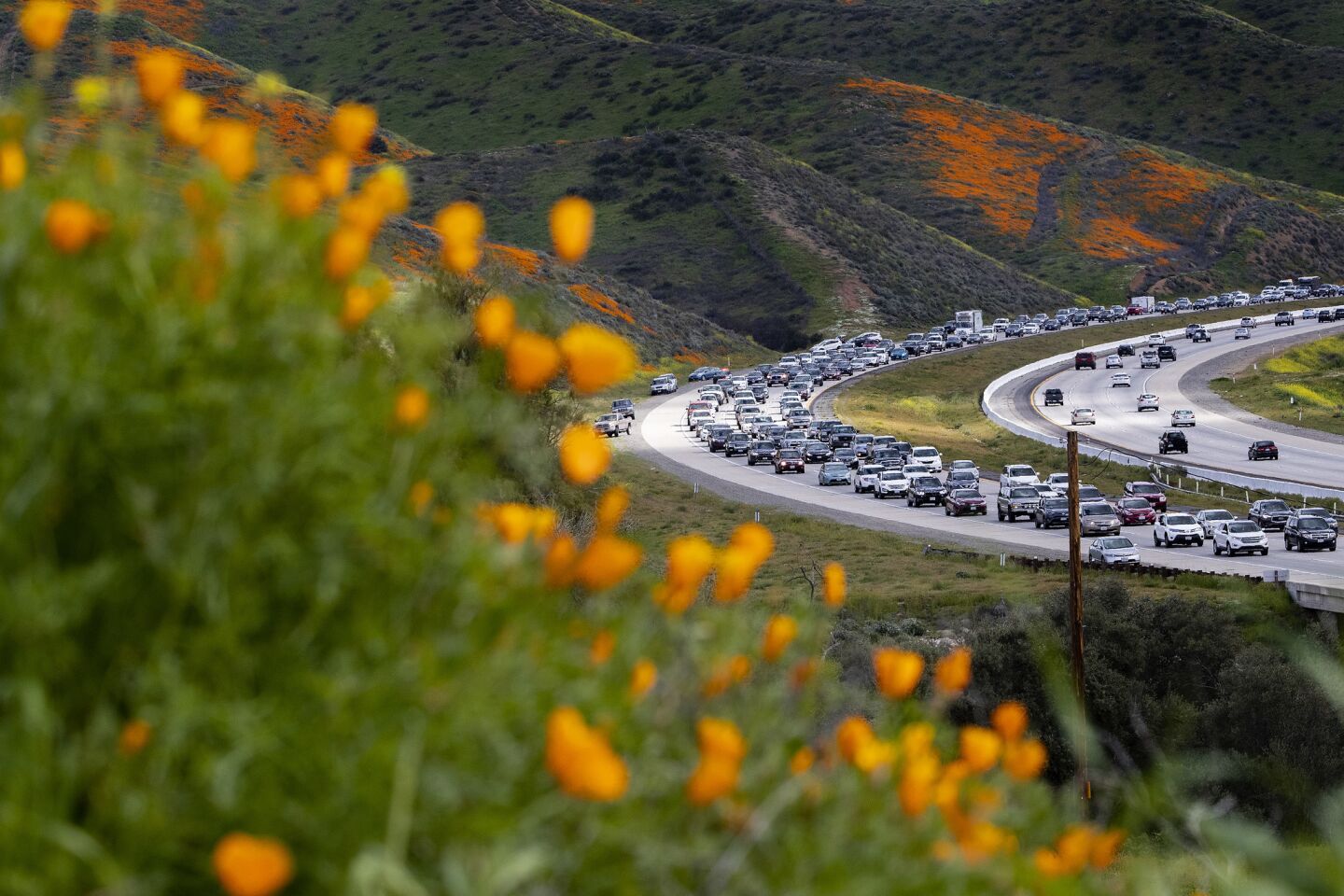 The super bloom creates a super traffic jam of wildflower enthusiasts along the 15 Freeway in Lake Elsinore.