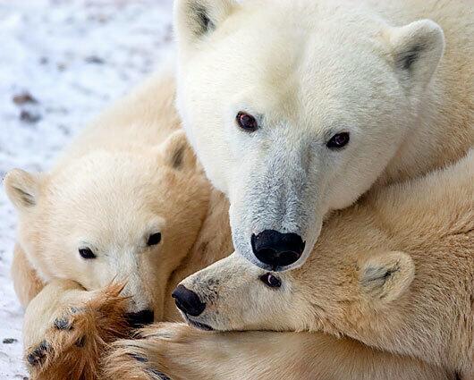 Endangered: Polar bear