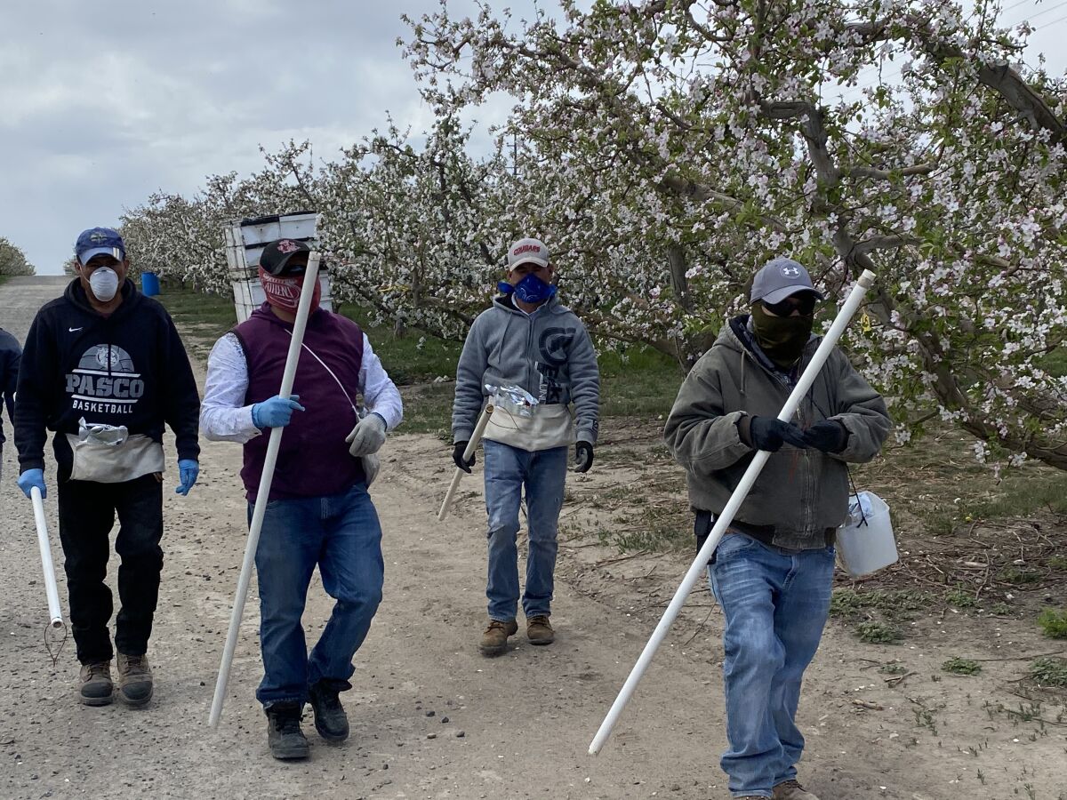 Farmworkers in an apple orchard in Washington, where growers will be allowed to house migrant laborers in bunk beds if they stay in small groups to deter the spread of the novel coronavirus.
