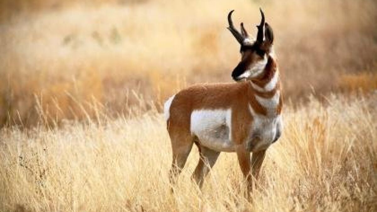 Pronghorn may roam again in SoCal - The San Diego Union-Tribune
