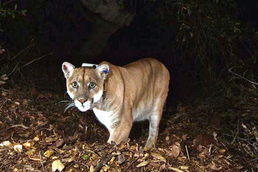 The Griffith Park mountain lion known as P-22.