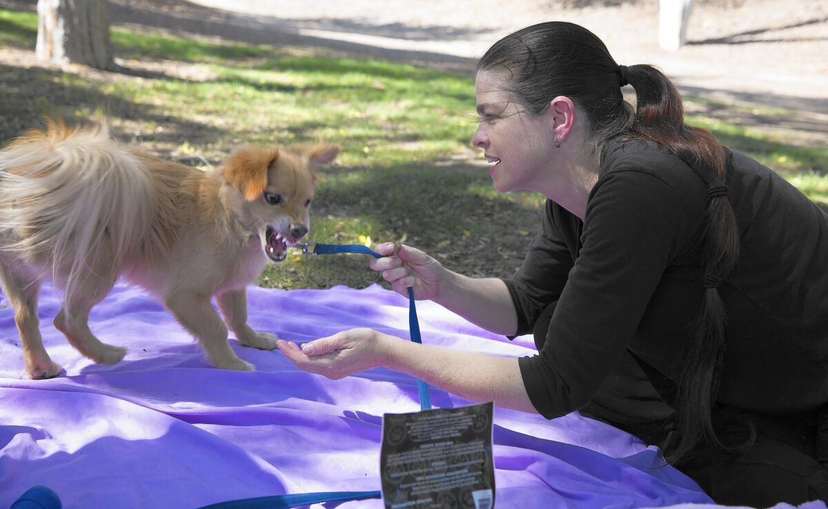 Steve Lopez's mixed breed dog Dominic snarls at pet masseuse Pam Holt at Griffith Park in Los Angeles.