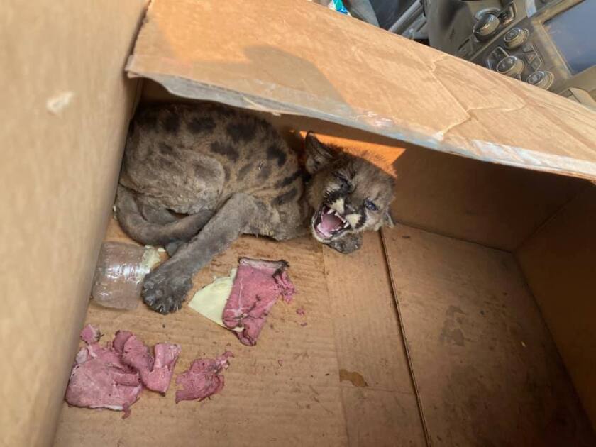 The mountain lion cub roars from the back of a cardboard box.
