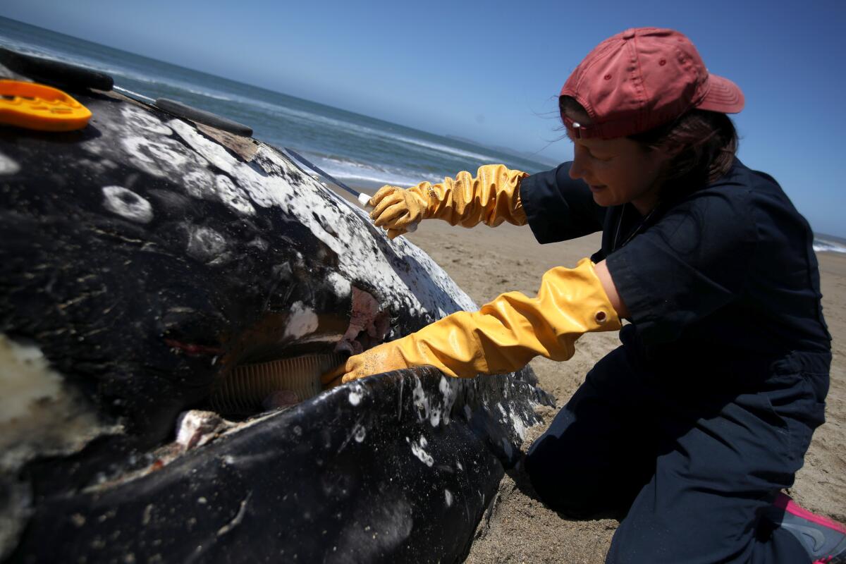 Barbie Halaska, necropsy manager with the Marine Mammal Center, removes sections of baleen from a juvenile gray whale that washed up on Limantour Beach at Point Reyes National Seashore.
