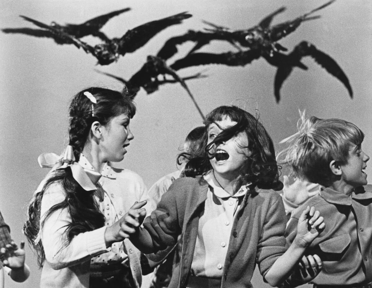 Birds chase and attack schoolgirls running in terror in Alfred Hitchcock's 1963 classic "The Birds" 