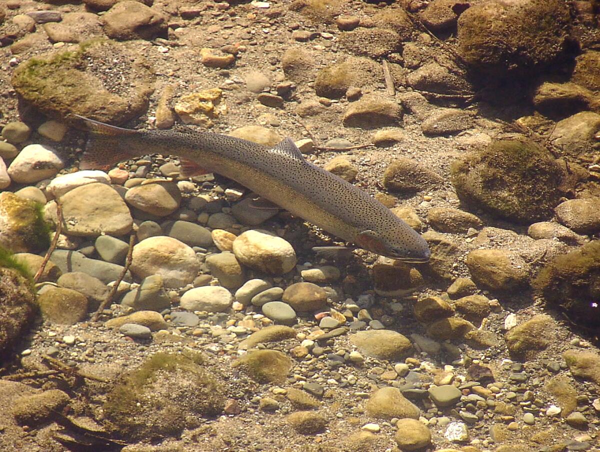 A steelhead trout in a shallow creek