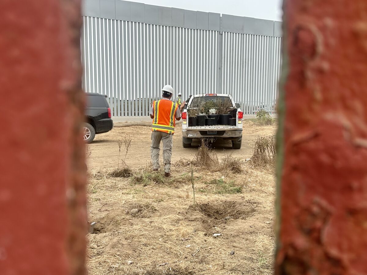 Trabajadores del lado estadounidense retiran las plantas del jardin binacional