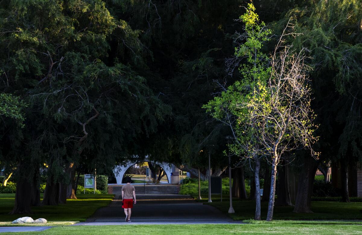 A single person walks under large, dense trees on UC Riverside campus