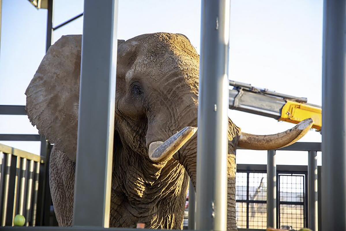 An African elephant in an enclosure.