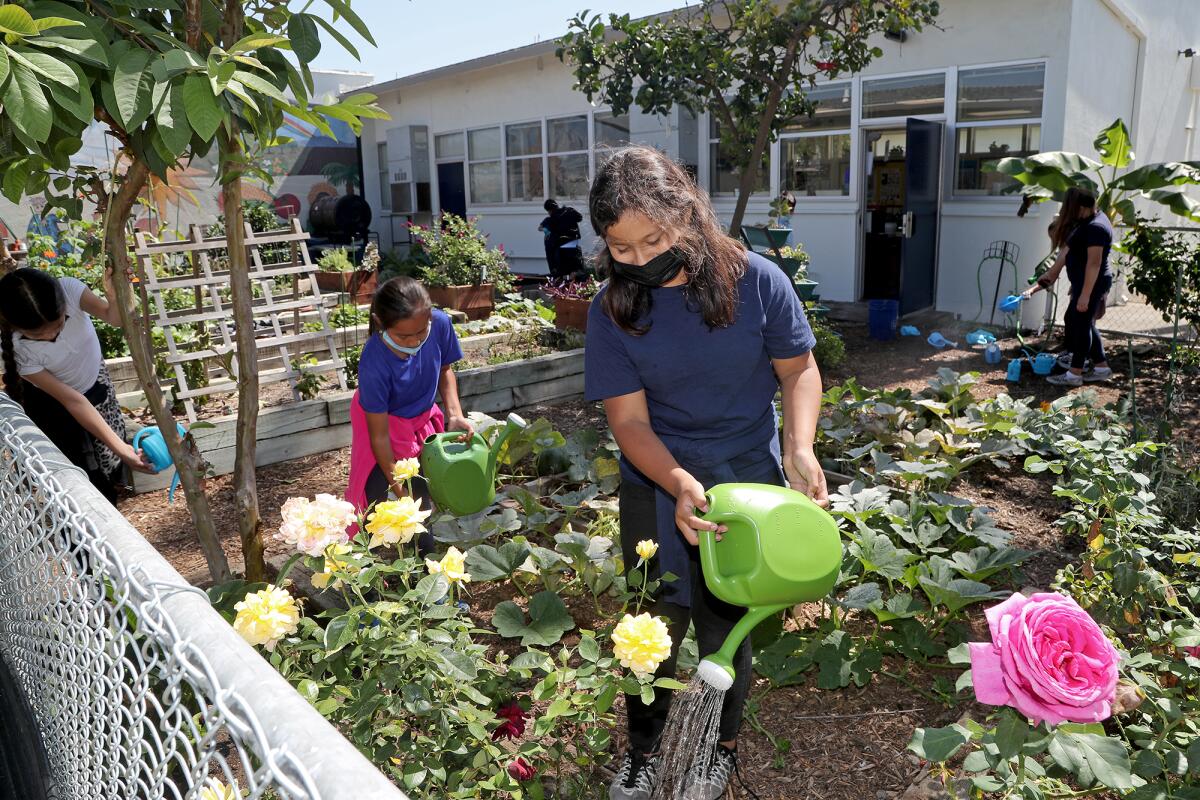 Sixth-grader Natasha Escobar waters plants  Thursday in an outdoor garden at Rea Elementary School in Costa Mesa.