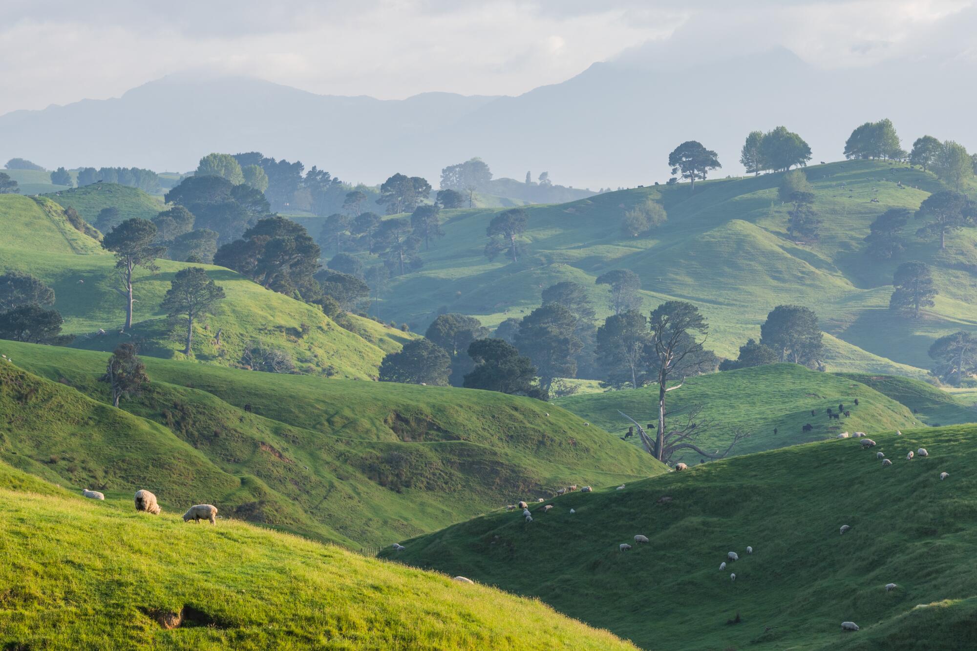  New Zealand farmland and green rolling hills.