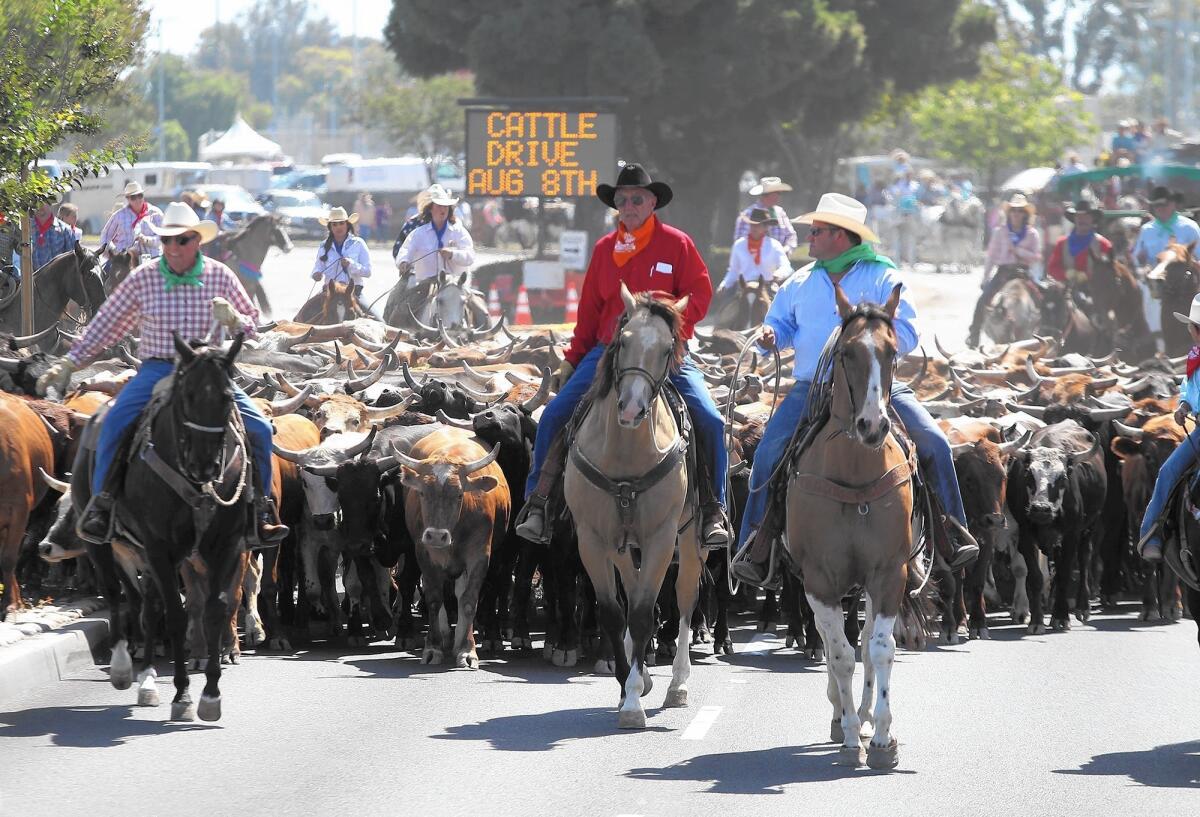 The OC Fair Cattle Drive, which returned to the streets of Costa Mesa this year, is a welcome tradition, according to some people.