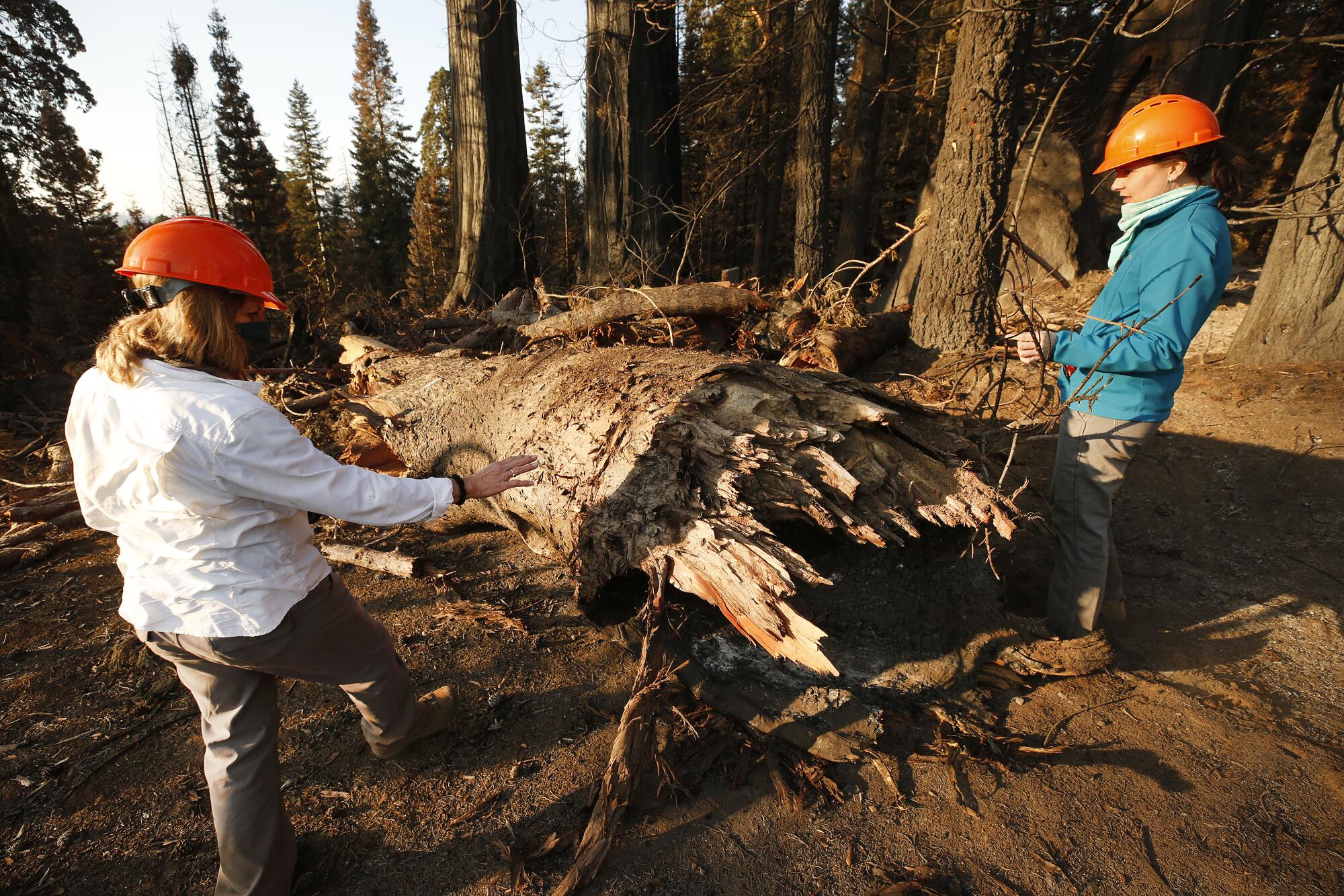 Two women in orange hard hats stand next to a fallen sequoia tree