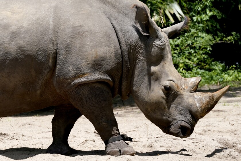 Helen, una rinoceronte blanca de 30 años, lleva un dispositivo de fitness en su pata delantera 