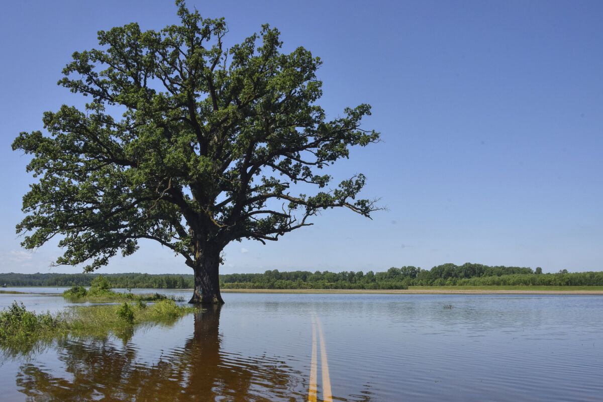 FILE - Floodwaters surround a bur oak tree southwest of Columbia, Mo., on Wednesday, June 5, 2019. A study published Tuesday, March 15, 2022, in the journal Nature Communications details how warmer temperatures and extra carbon dioxide in the air will make pollen season even more of a bother than it is now. (Kate Seaman/Missourian via AP, File)