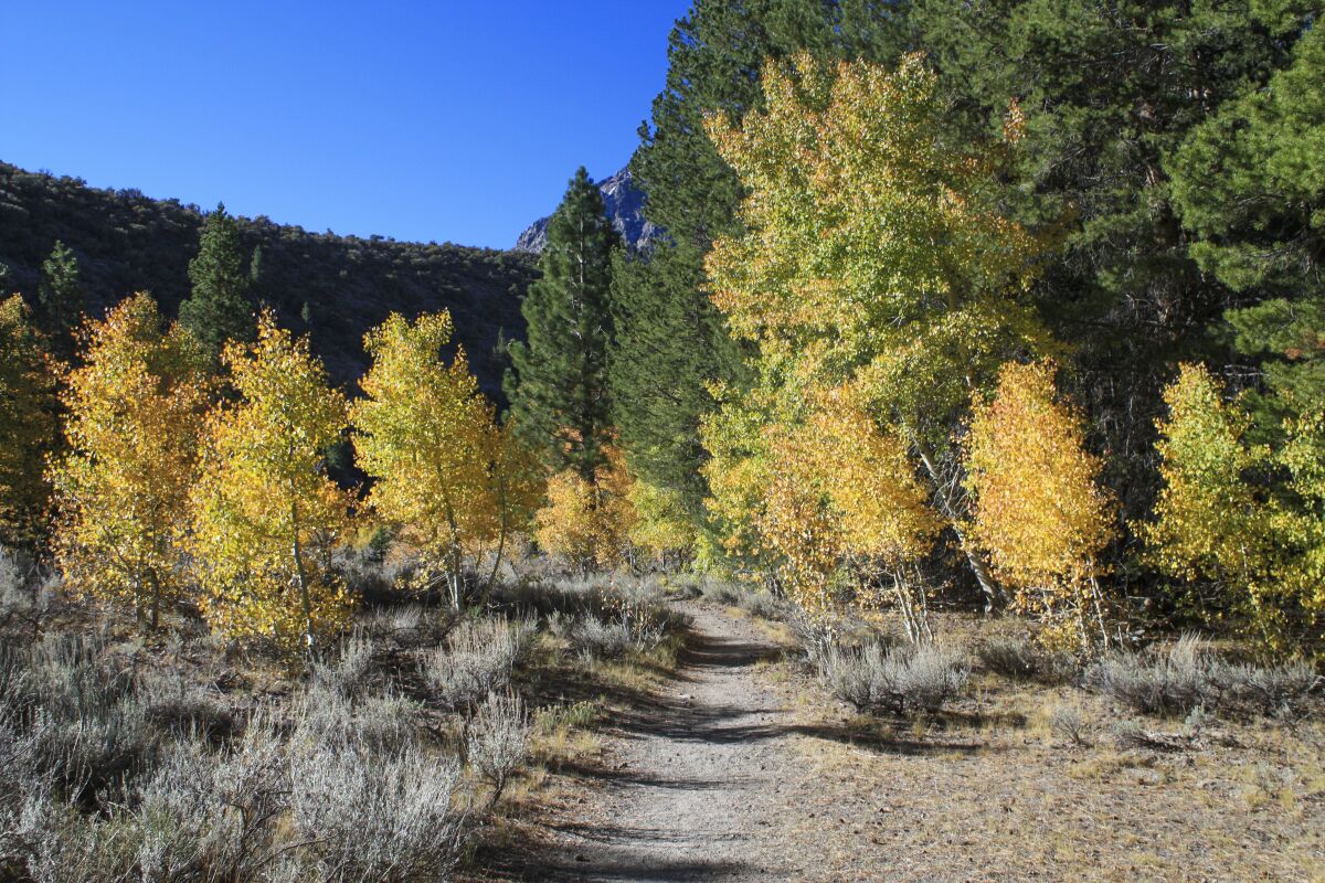 A forest landscape with golden trees in the foreground, evergreens in the back. A dirt trail curves through the scenery. 