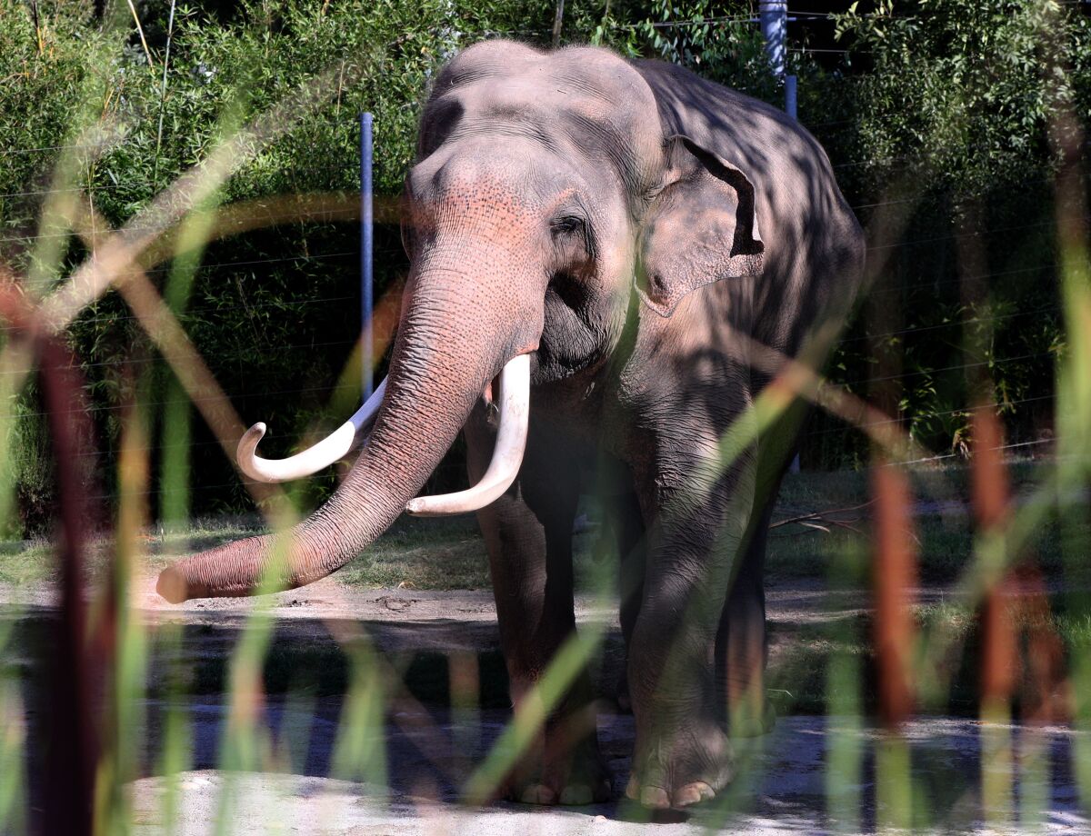 An elephant stands in a zoo enclosure.