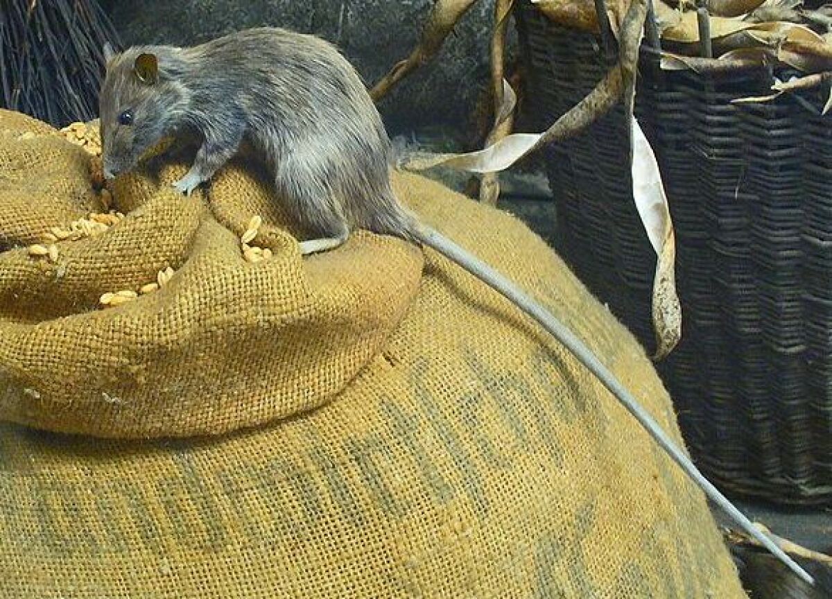 The roof rat — the most common type in San Diego County — like to climb, rather than burrow, and they live above ground.