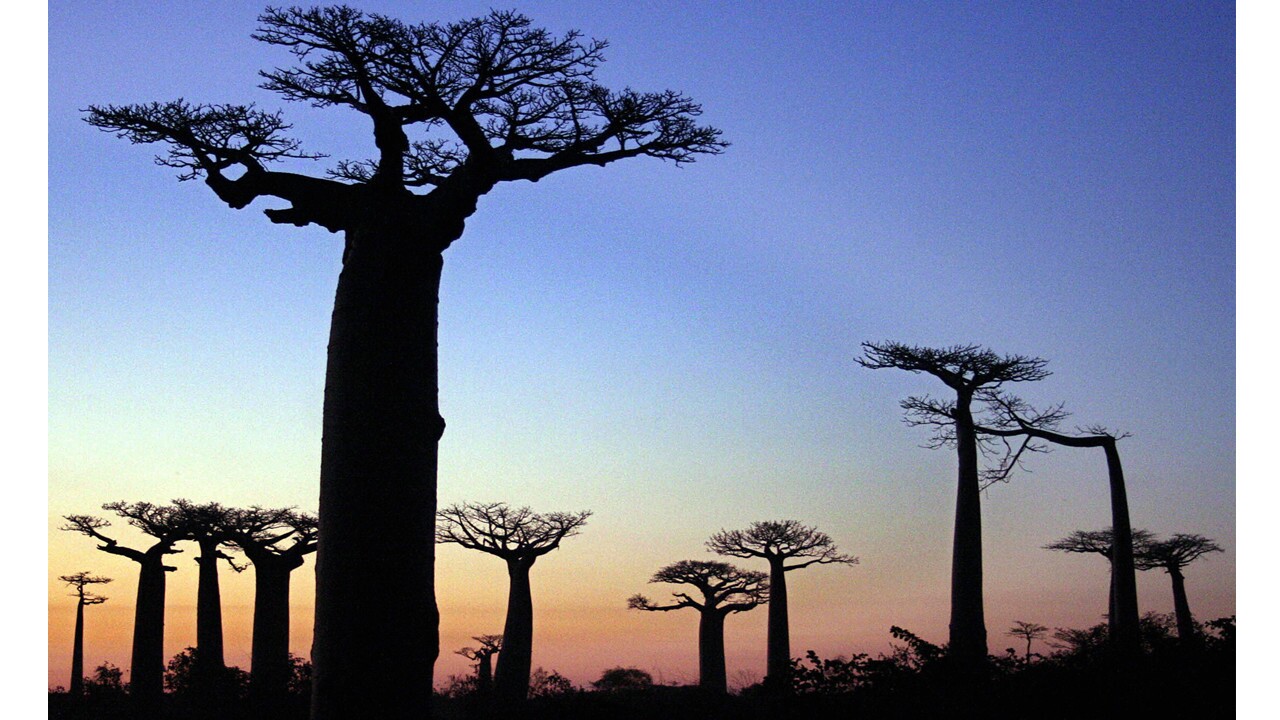 Africa S Baobab Trees Can Live For More Than 1 000 Years But Many Of The Oldest And Largest Are Dying Los Angeles Times