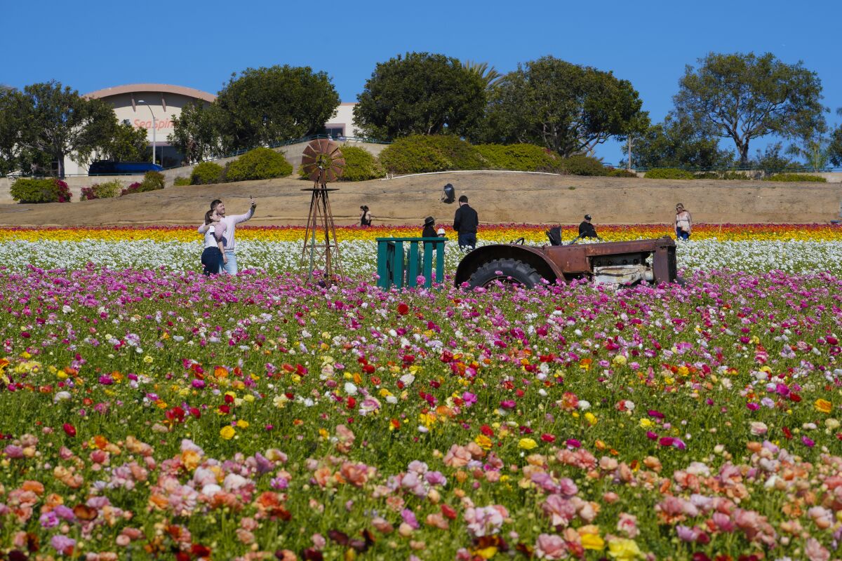 Tuesday’s weather provided the perfect setting to explore The Flower Fields at Carlsbad Ranch in Carlsbad, CA.