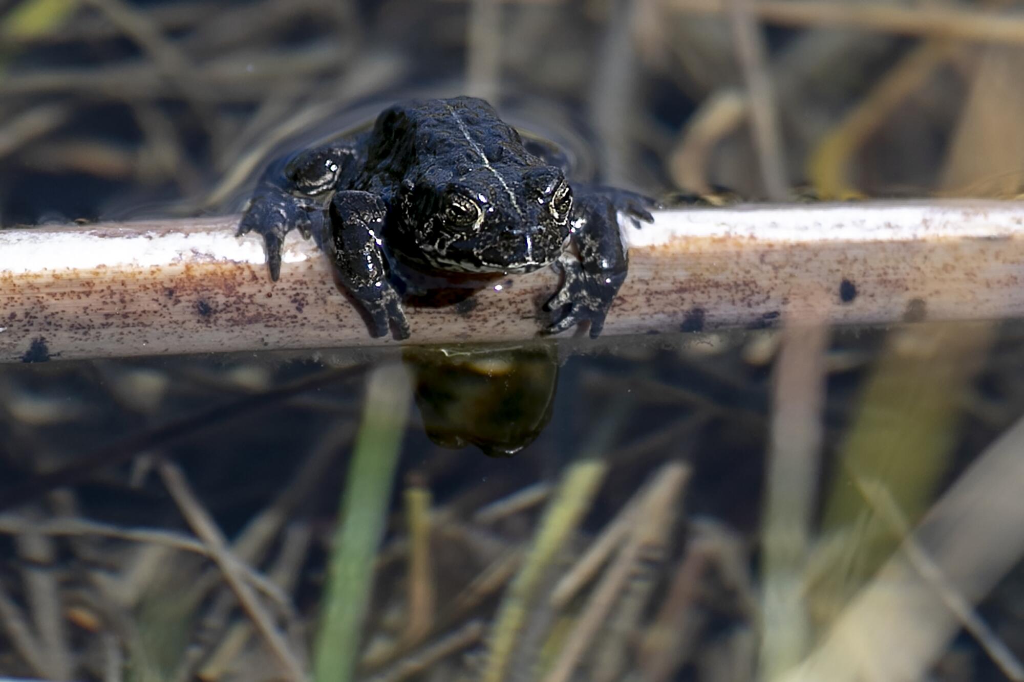 A black toad perched in its habitat on the Valley Springs College campus