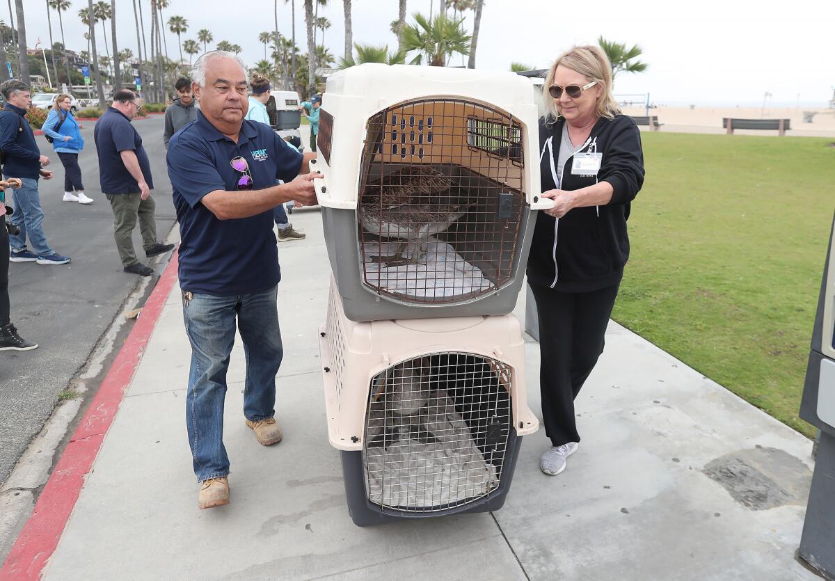 John Villa and Laurie Camody wheel cages containing brown pelicans ready for release.