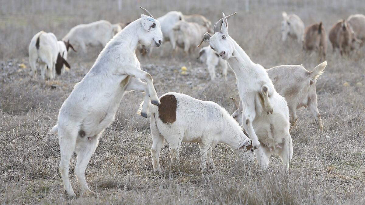 Irvine Ranch Conservancy is using goats to eat away vegetation to help prevent brush fires.