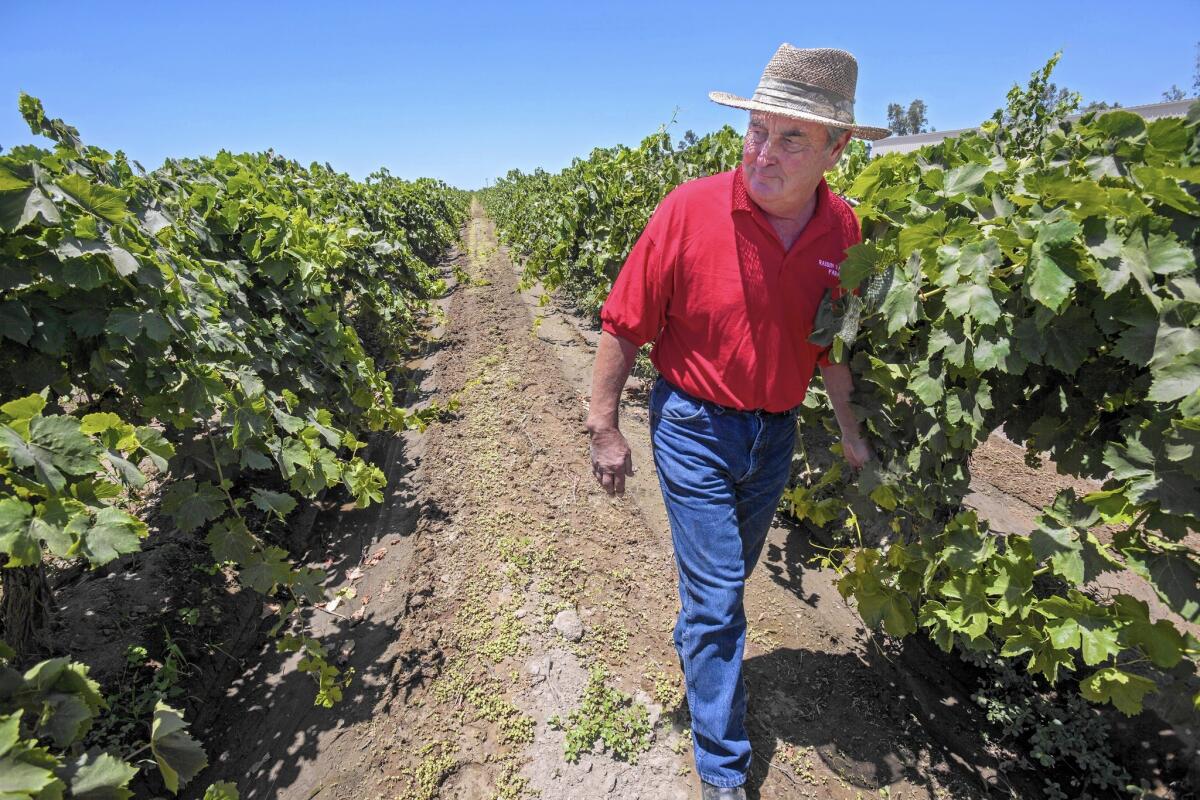 Raisin farmer Marvin Horne walks through his vineyard in Kerman, Calif., in 2013.