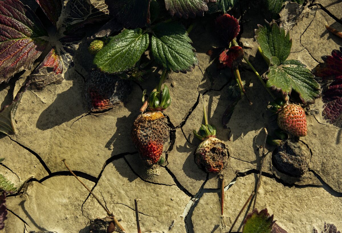 damaged and rotting strawberries and plant leaves lie on cracked dry earth