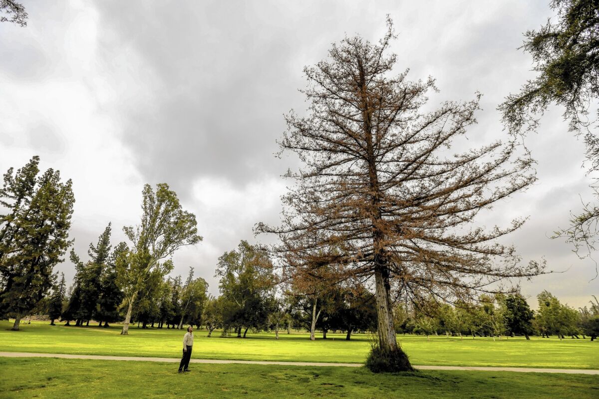 Arthur Flores, a tree surgeon supervisor, checks out redwood and oak trees that are under drought-related stress in Griffith Park.