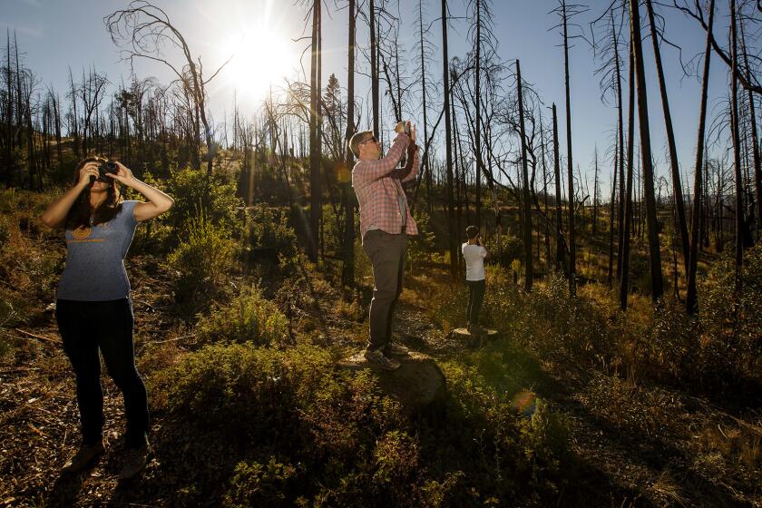 Leigh Madeira, left, and Zach Knight, center, two of the founders of Blue Forest Conservation, take photos of an area ravaged by 2013's massive Rim fire in the Stanislaus National Forest.