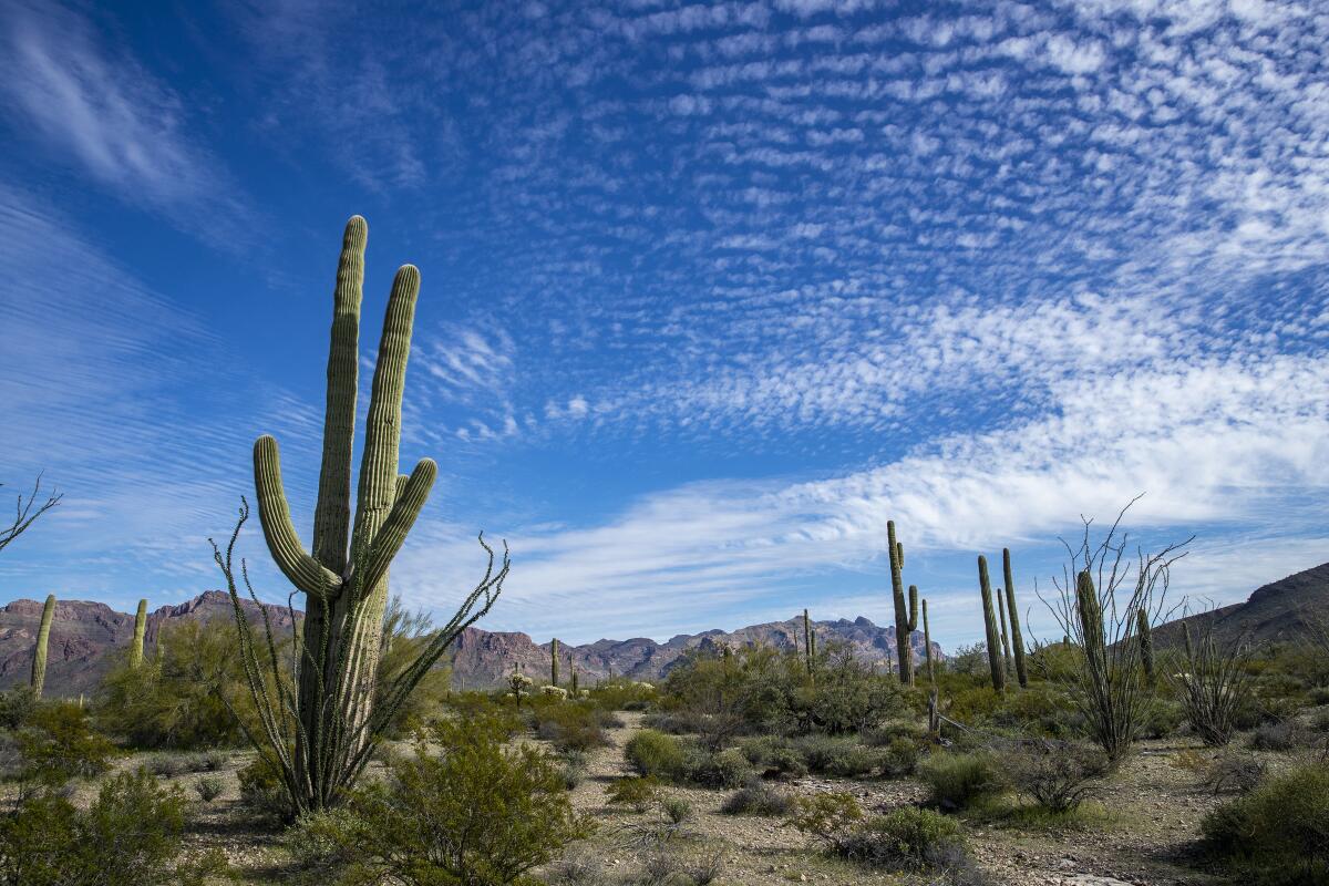 Saguaros in Organ Pipe Cactus National Monument